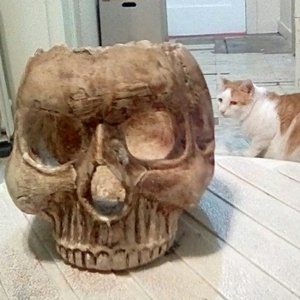 Open Skull/Day of the Dead//Halloween